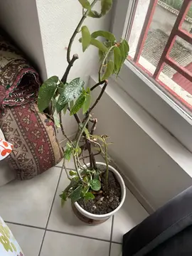 plante