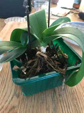 orchidées