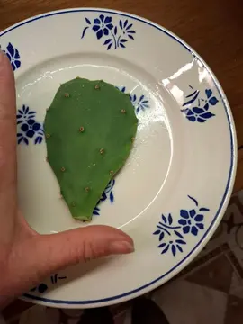 cactus pour bouture