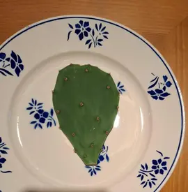 cactus pour bouture