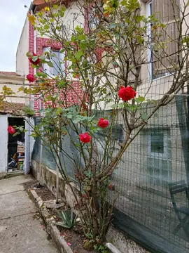 rosier
