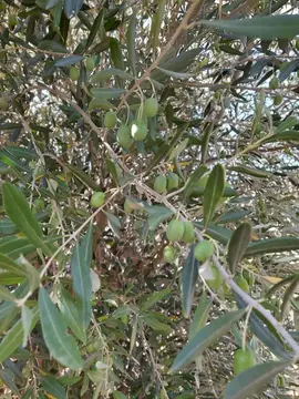 olive a cueillir