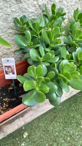 bouture ""arbre de jade"" plante porte bonheur