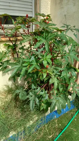 graines de "RICINUS COMMUNISZANZIBARENSIS"