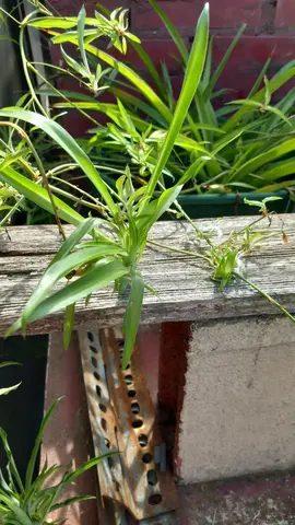 boutures de Chlorophyton ou plante araignée