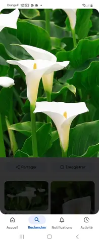 arum, alstromeres, fraisiers, framboisiers
