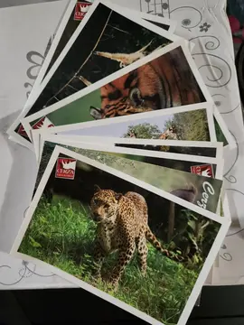 Lot de cartes postales de zoo