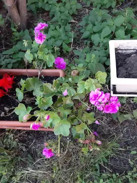 Géranium mauve (sans le pot)