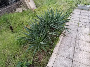 Yucca d'extérieur