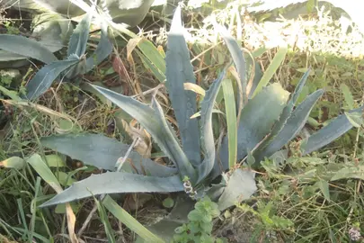 pieds d'agave américain