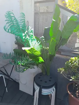 Plantes factice