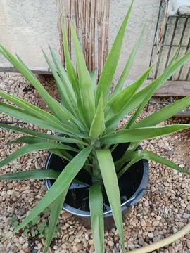 plante