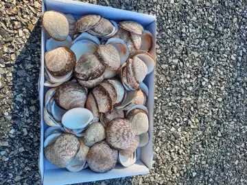 coquillages