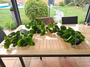 Anubias Barteri