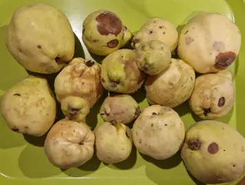 Coings, non traités