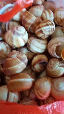 coquille escargots