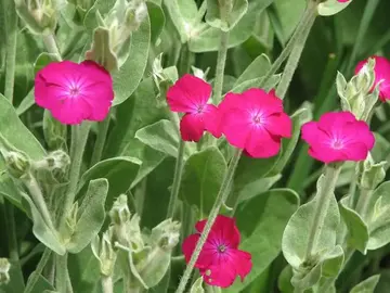 Divers plants de jardin