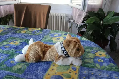 peluche chien