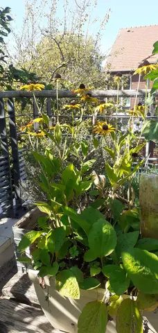 Plante : fleurs orange