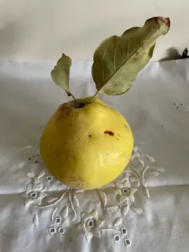 coing fruit
