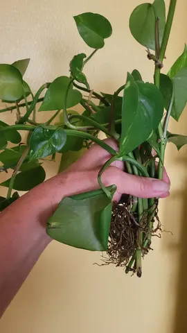 plante verte