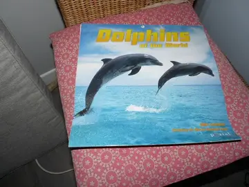 calendrier photos dauphins