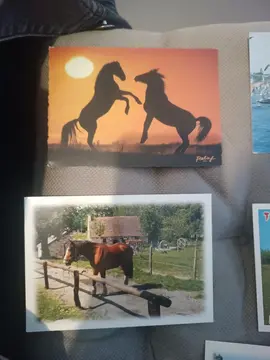 5 cartes postales de chevaux