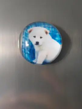 Magnet chien