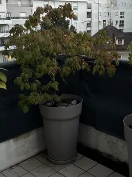 donne plantes extérieur