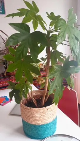 Plante verte