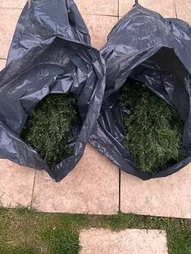 sapin de Noël