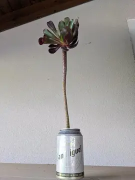 aeonium