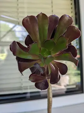 aeonium