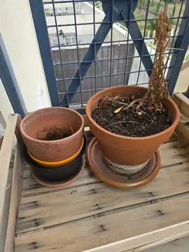 pot dz fleur