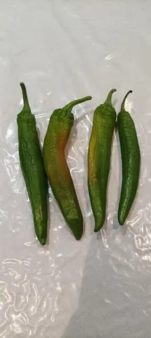 Piments verts