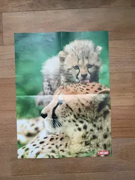 poster lionne et lionceau animaux enfant