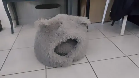 niche pour chat