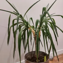 yucca