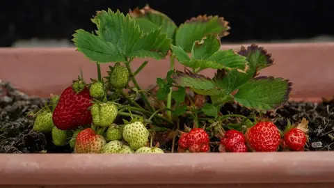 Fraisiers