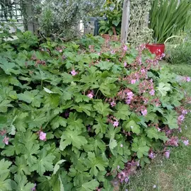 Géranium vivace