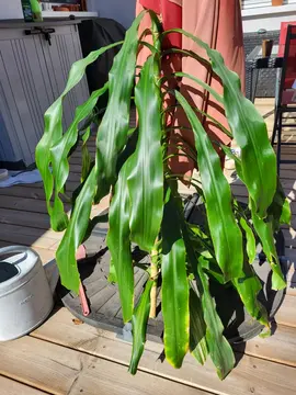 Dracaena (dragonier) pour faire racines