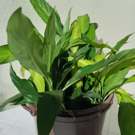 Plants de SPATHIPHYLLUM