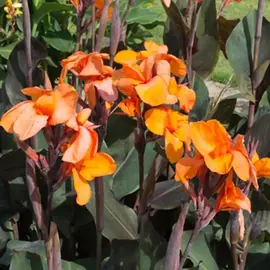 Bulbes Canna