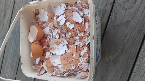 seau de coquilles d'œufs