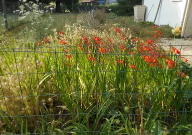 iris et crocosmias