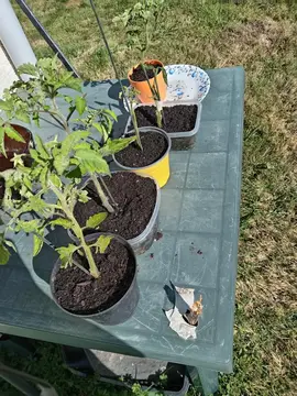 Plants de tomates
