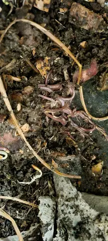 lombric de compost