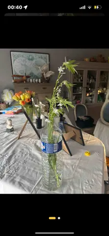 Bouture chlorophytum comosum plante araignée