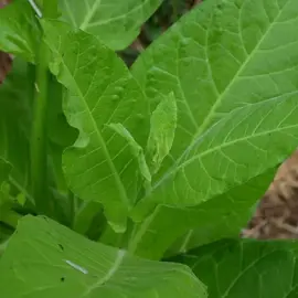 plant de tabac d'ornement en pot