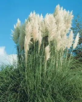 5 tiges fleur de pampa